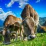 Кальценон: спасение от пареза у коров