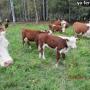 Противозачаточные для коров