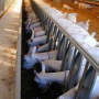 Разведение коз во Франции, на ферме семьи Унс