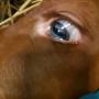 У теленка поменялся цвет глаз 