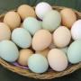 Куриные яйца: вред и польза. Употребление куриной скорлупы.