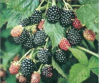 Ежевика фото. Ежевика: описание, сорта, польза..