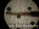 Желудочный Trichostrongylus axei – волосяной червь