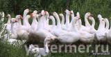Продам гусей породы линда, белые
