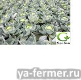 Семена капусты Агрессор F1