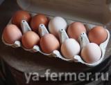 Яйца куриные отборные домашние диетические
