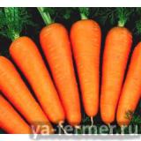 Семена моркови Абако F1 фракция 2,0 - 2,2