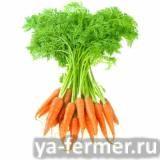 Предлагаем свежую морковь.