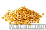 Семена гибридов кукурузы 