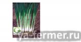 Семена лук на перо, на зелень Грин Баннер (250000с) Seminis Голландия