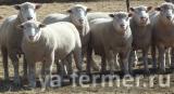 Чистопородные овцы, бараны породы Иль де Франс.