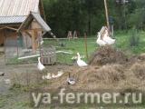 Продается ферма с животными в Ленинградской области