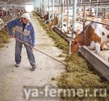 Пивная дробина (свежая)