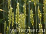 Семена пшеницы озимой :Безостая 100, Маркиз, Караван, Дуплет, Ваня
