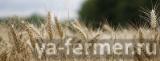 Семена пшеницы озимой : Алексеич, Гром, Юка, Таня, Гурт