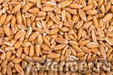 Обнажённая пшеница или оригинальный способ очистки пшеничного зерна от шелухи