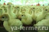 Продам птенцов индейки