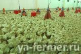Продам птенцов индейки