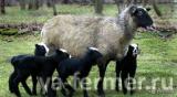 Продажа племенных овец романовской породы.
