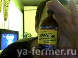 Клещи у овец и ягнят