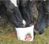 Концентрат углеводно-витаминно-минеральный кормовой для коров, быков, нетелей, лошадей, овец и коз «