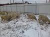 овцы породы Финский Ландрас