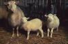 Продаем стадо овец Романовские-Тексель