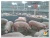 Строительство «Свинокомплекса на 1300 продуктивных свиноматок