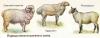 овцы различных пород