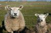 Голландские овцы мясного направления тексель