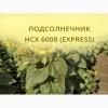 Семена гибрида подсолнечника НСХ 6008 (EXPRESS) сербской селекции
