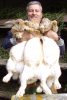 Продаю на племя кроликов порода Бельгийский великан Фландр, Французкий баран