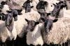 Овцематки, баранчики романовской породы
