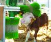 Автоматические щетки-чесалки для животных(коров, телят, коз, свиней и др.)