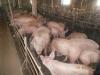 Продам свиней живым весом напрямую с фермы.