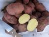 Картофель оптом. Урожай 2016.