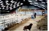 Ферма с козами породы Ламанча