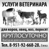 Ветеринарные услуги в Перми. 