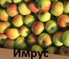 Яблоки из Белоруссии в ассортименте