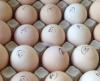 инкубационные яйца бройлерных кроссов цыплят Кобб 500 (Чехия) и Росс 308 (Польша)