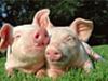 Продам свинину живым весом оптом и в розницу