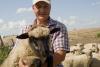 Хозяйство по разведению овец романовской породы