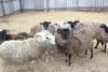 Романовские овцы и бараны 
