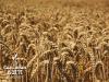 Пшеница сорт Омская 36