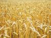 Пшеница яровая Дарья