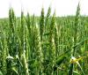 пшеница.jpg