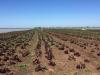 Выращивание салата в Крыму