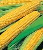  Семена кукурузы Спирит F1 в кг продам. 