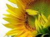 sunflower_1.jpg
