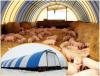 Содержание свиней на глубокой ферментационной подстилке